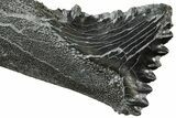 Bizarre Edestus Shark Tooth In Jaw Section - Carboniferous #238487-1